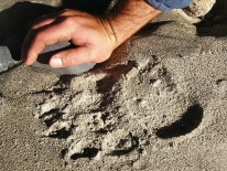 Impression Impression