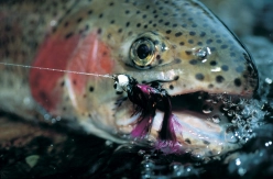Rainbow and Booby Rainbow and Booby