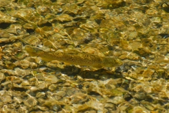 Brown Trout. Mill Race at the Yellow Breeches, PA Brown Trout. Mill Race at the Yellow Breeches, PA