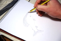 Sketching a grayling Sketching a grayling