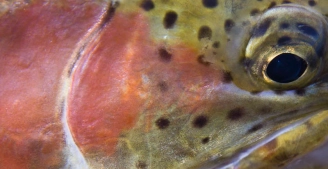 Rainbow eye Rainbow eye