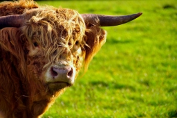 Danish wildlife Danish wildlife