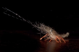 Honey shrimp Honey shrimp