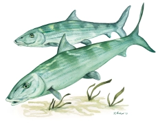 Bonefish Bonefish