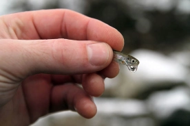 The natural The natural