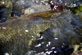 In the clear water In the clear water