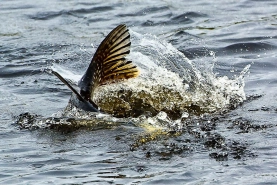 Pike's tail Pike's tail