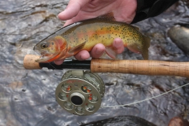 Cutthroat trout Cutthroat trout