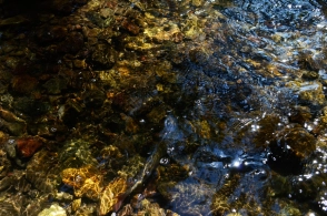 Spot the grayling Spot the grayling