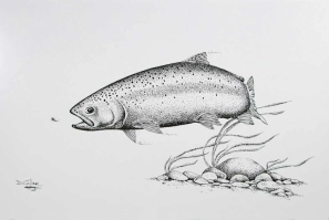 Trout drawing Trout drawing