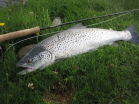 The sea trout did not mind the cold The sea trout did not mind the cold