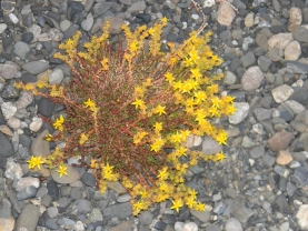 Pretty flowers Pretty flowers