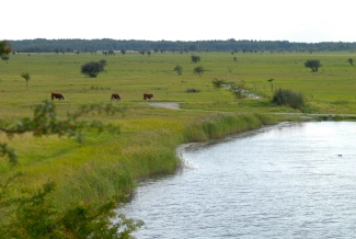 Lake and ditch at Storehoej, Amager Lake and ditch at Storehoej, Amager