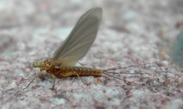 Serratella ignita female Serratella ignita female