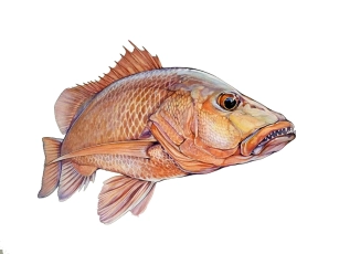 Mangrove Jack Mangrove Jack