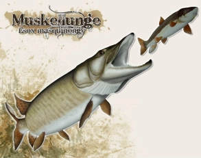 Muskellunge Muskellunge