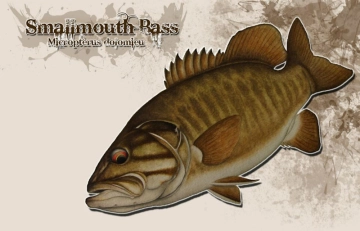 Smallmouth bass Smallmouth bass