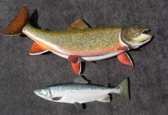 Giant Brook Trout 33 inches in length and Atlantic Salmon Giant Brook Trout 33 inches in length and Atlantic Salmon