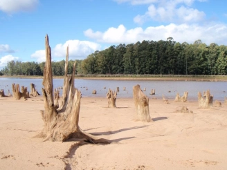 Tree stumps Tree stumps