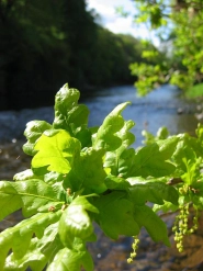 Oak leaves Oak leaves