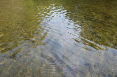 Sophisticated camouflage Sophisticated camouflage