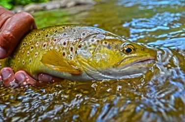 Shortly before the release Shortly before the release