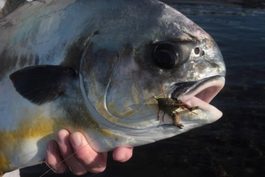 Permit in Belize Permit in Belize