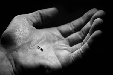 Fly in the hand Fly in the hand