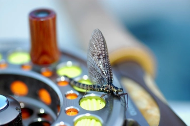 Mayfly Mayfly