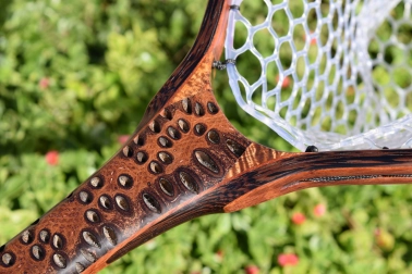 Australian banksia tree Australian banksia tree