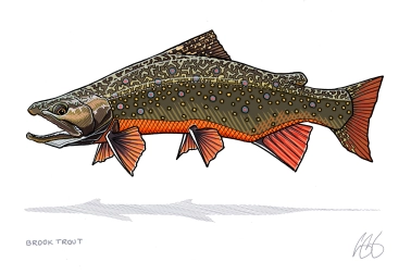 Brook trout Brook trout