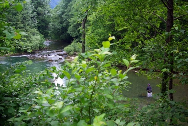Forest stream Forest stream