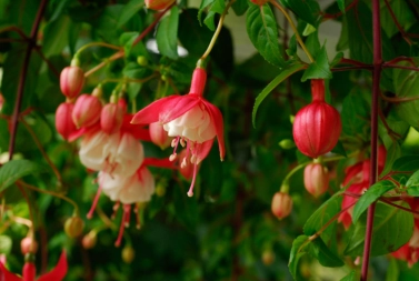 Fuchsia flower Fuchsia flower