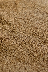 Large an regular Large an regular