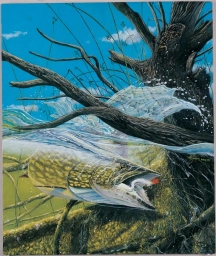 Pike and the fly Pike and the fly