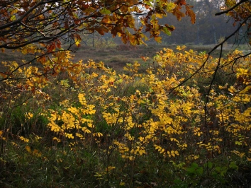 Autumn leaves Autumn leaves