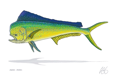Mahi mahi Mahi mahi
