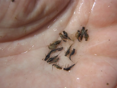 Stomach sample Stomach sample