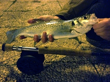 A typical sea bass A typical sea bass