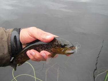 Small fish Small fish