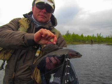 Another grayling Another grayling