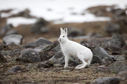 Mountain hare, winter Mountain hare, winter