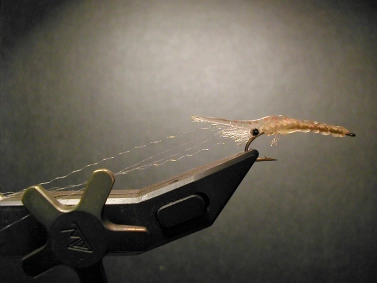 Glue shrimp Glue shrimp