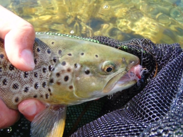 Brown on a pinkie Brown on a pinkie