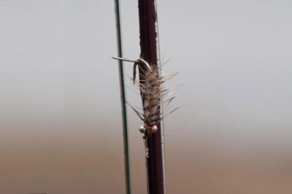 Rod and fly - symmetrical Rod and fly - symmetrical