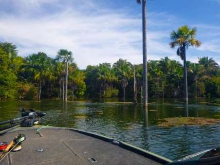The fish are around the trees The fish are around the trees
