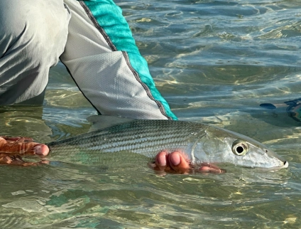 Bonefish prior to being carefully released Bonefish prior to being carefully released