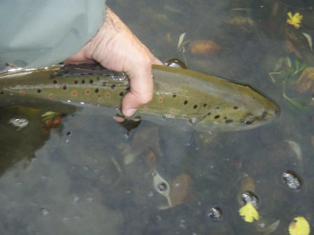 Releasing a trout Releasing a trout