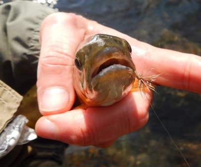 Trout on Deer Hair Stuck Dun size 14 Trout on Deer Hair Stuck Dun size 14
