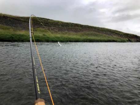 Big salmon take Big salmon take